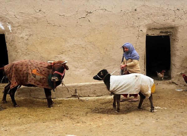 Lebih dari Satu Juta Dosis Vaksin Penyakit Lumpy Skin Disuntikkan di Afghanistan